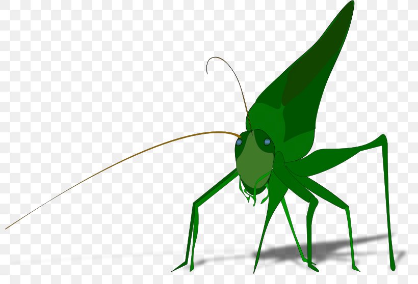 The Ant And The Grasshopper Insect Clip Art, PNG, 800x558px, Ant And The Grasshopper, Arthropod, Caelifera, Cricket, Cricket Like Insect Download Free