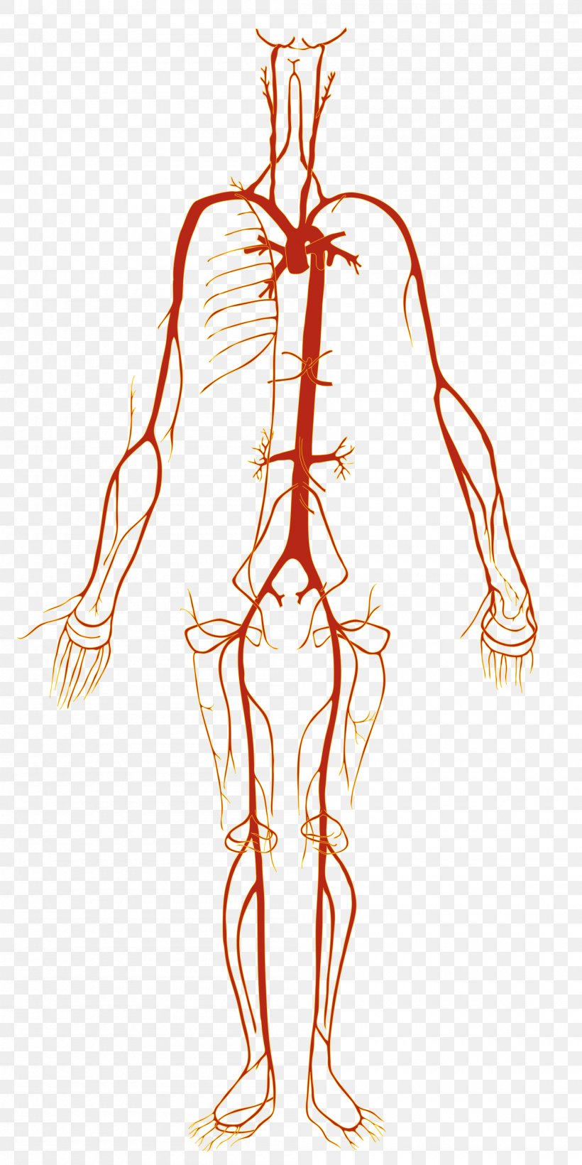 Artery Human Body Blood Vessel Human Anatomy, PNG, 2000x4000px, Watercolor, Cartoon, Flower, Frame, Heart Download Free
