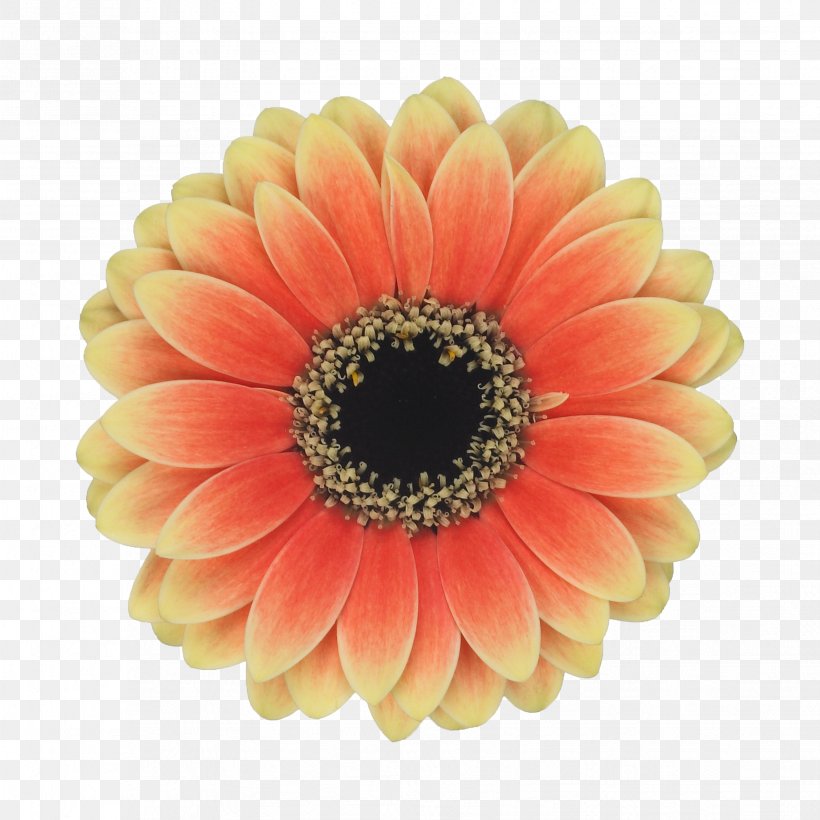 Floral Design Cut Flowers Flower Bouquet Chrysanthemum, PNG, 3307x3307px, Floral Design, Artificial Flower, Asterales, Barberton Daisy, Chrysanthemum Download Free