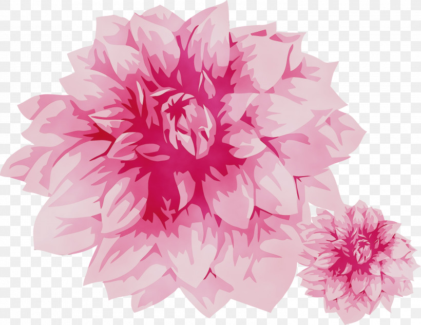 Floral Design, PNG, 2999x2317px, Watercolor Flower, Artificial Flower, Biology, Cut Flowers, Dahlia Download Free