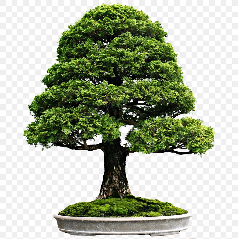 Indoor Bonsai Bald Cypress Tree, PNG, 670x825px, Bonsai, Bald Cypress, Deciduous, Evergreen, Flowerpot Download Free