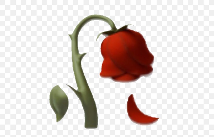 Iphone Flower Emoji, PNG, 720x528px, Emoji, Bell Pepper, Capsicum, Chili Pepper, Flower Download Free