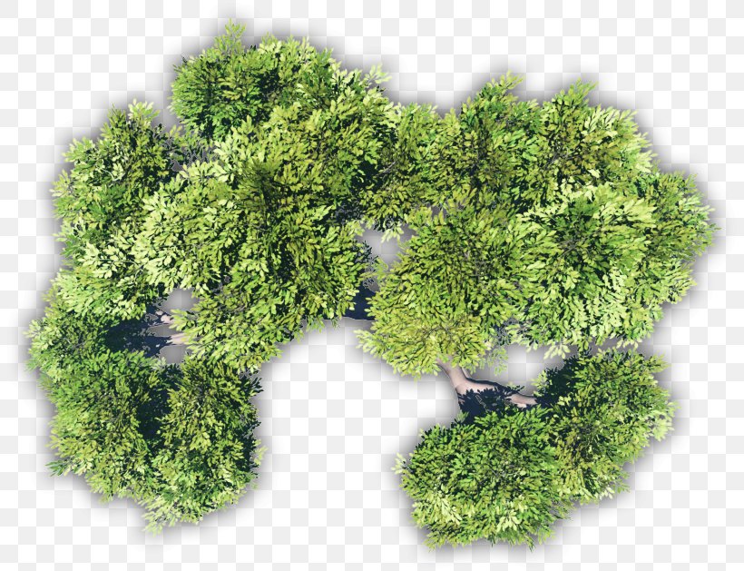 Treemapping Adansonia Digitata Leaf Vegetable Treemapping, PNG, 810x629px, Tree, Adansonia Digitata, Baobab, Embryophyta, Grass Download Free
