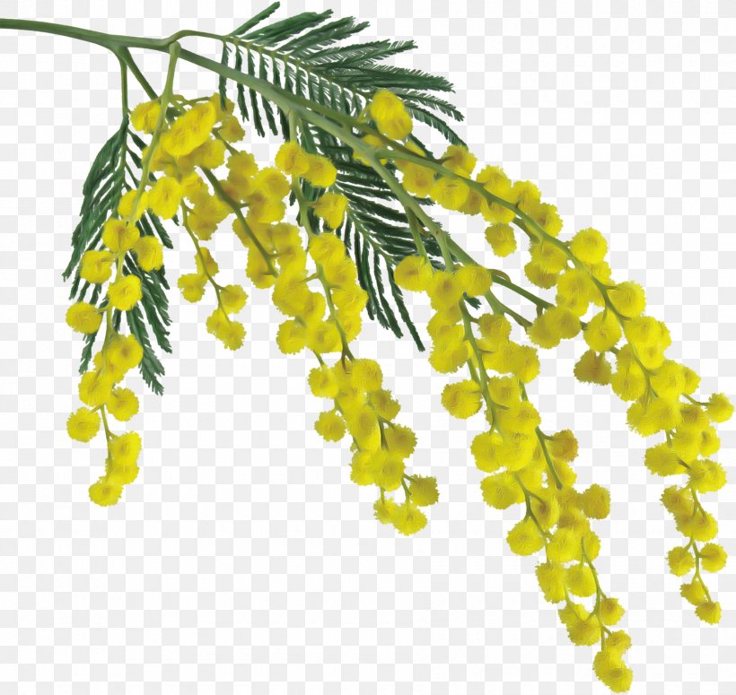 Yellow Plant Flower Leaf Tree, PNG, 1800x1702px, Yellow, Branch, Flower, Leaf, Plant Download Free