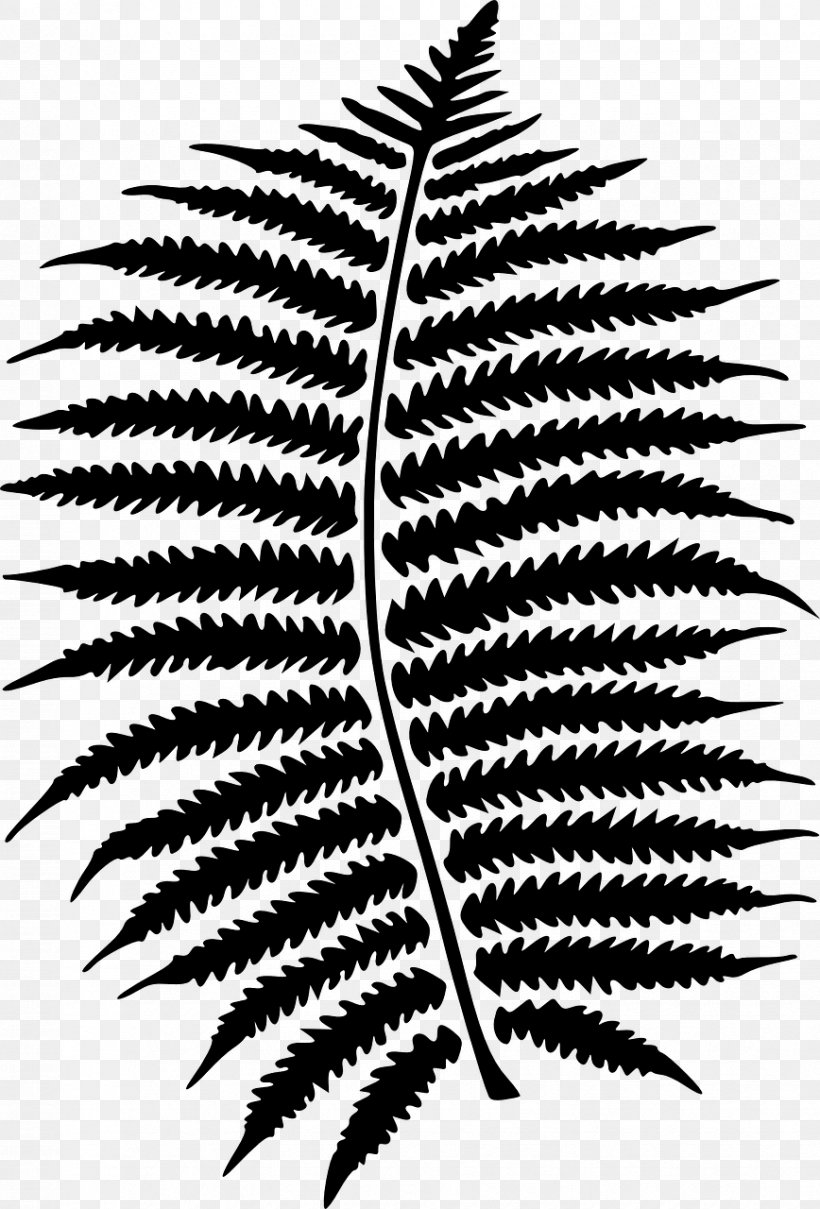 Clip Art, PNG, 868x1280px, Drawing, Art, Black And White, Fern, Leaf Download Free