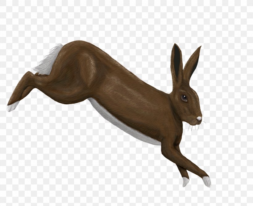 Domestic Rabbit Hare Wildlife Terrestrial Animal, PNG, 2200x1800px, Domestic Rabbit, Animal, Fauna, Hare, Mammal Download Free