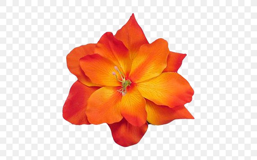 Orange Cut Flowers Petal Common Daisy, PNG, 512x512px, Orange, Annual Plant, Artificial Flower, Common Daisy, Cut Flowers Download Free
