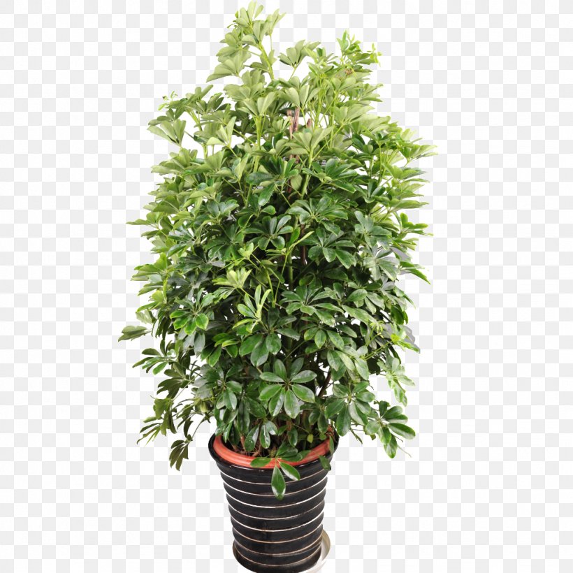 Tree Houseplant Flowerpot Guiana Chestnut Green, PNG, 1024x1024px, Tree, Flower, Flowering Plant, Flowerpot, Garden Download Free