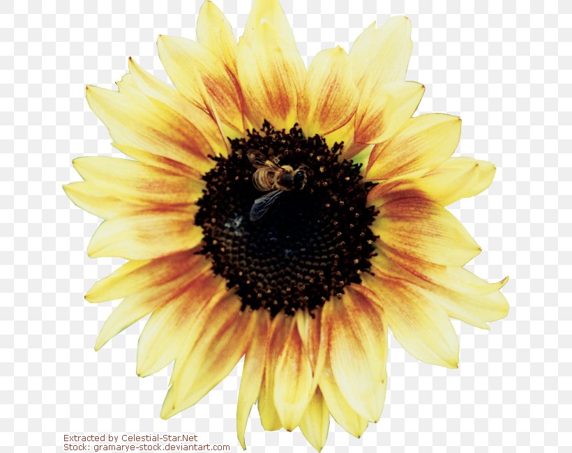 Common Sunflower Rendering Nectar, PNG, 642x650px, Watercolor, Cartoon, Flower, Frame, Heart Download Free