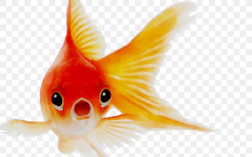 Goldfish Image Pet Koi, PNG, 2150x1345px, Goldfish, Animal, Animal Figure, Aquarium, Bonyfish Download Free