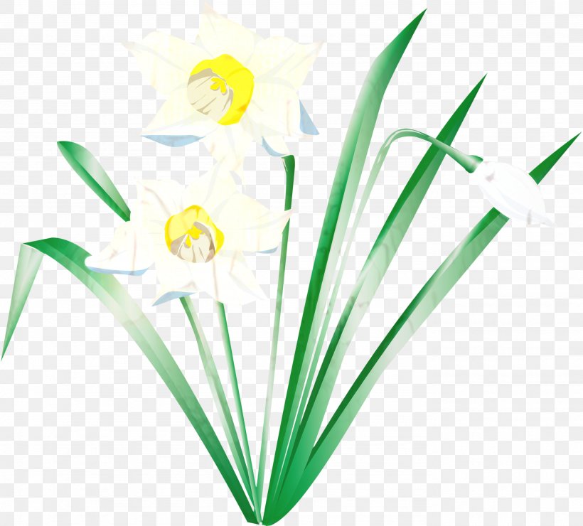 Green Grass Background, PNG, 2769x2500px, Flower, Daffodil, Grass, Grass Family, Green Download Free