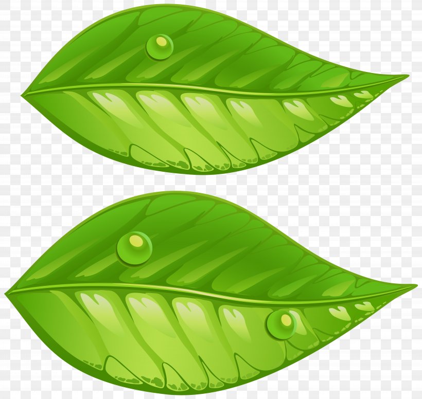 Leaf Green Clip Art, PNG, 8000x7572px, Leaf, Autumn Leaf Color, Color, Editing, Grass Download Free