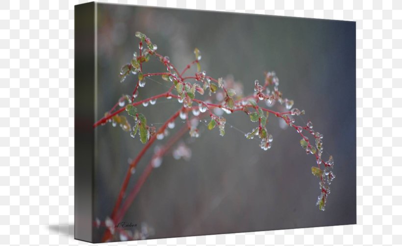 Cherry Blossom Flower Twig Plant, PNG, 650x503px, Cherry Blossom, Blossom, Branch, Cherry, Flora Download Free