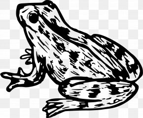Amphibian - Frog Toad Amphibian Clip Art PNG
