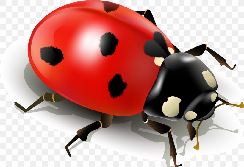 Insect Ladybird Clip Art, PNG, 2000x1369px, Insect, Arthropod, Beetle, Harlequin Ladybird, Invertebrate Download Free