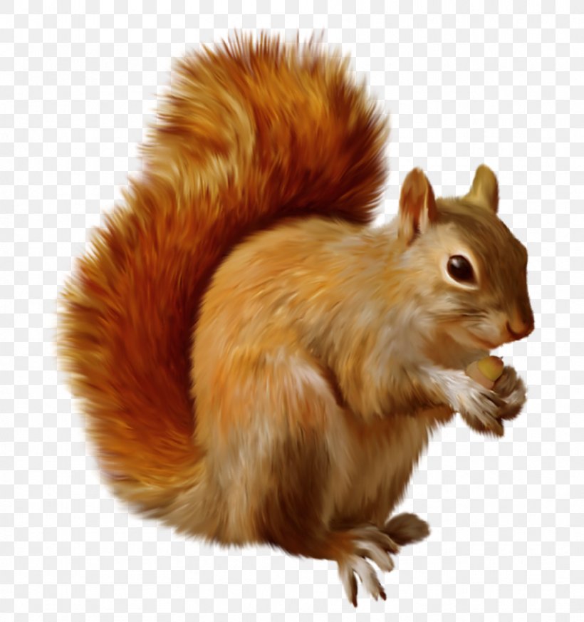 Red Squirrel Chipmunk Clip Art, PNG, 883x941px, Chipmunk, Eastern Gray Squirrel, Fauna, Flying Squirrel, Fox Squirrel Download Free