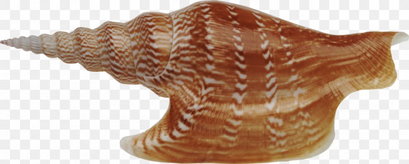 Seashell Conchology Image File Formats Clip Art, PNG, 1280x514px, Seashell, Animal Figure, Artifact, Conch, Conchology Download Free