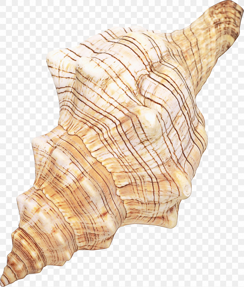 Seashell Conchology Shankha Conch /m/083vt, PNG, 2500x2930px, Watercolor, Conch, Conchology, M083vt, Paint Download Free