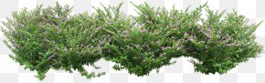 Plant - Shrub Landscape Image Resolution Plant PNG