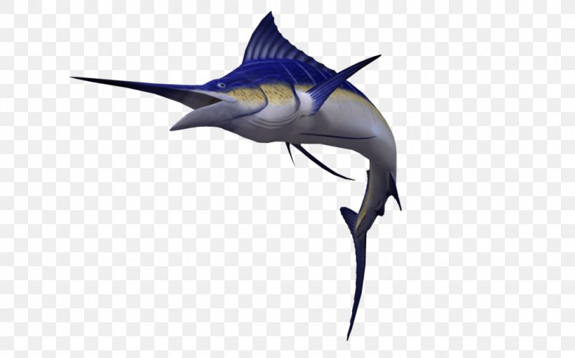 Swordfish Atlantic Blue Marlin Sailfish Clip Art, PNG, 1024x639px, Swordfish, Atlantic Blue Marlin, Billfish, Biology, Black Marlin Download Free