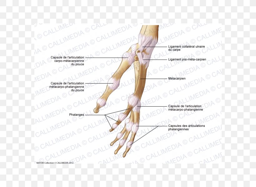 Thumb Joint Capsule Hand Human Anatomy, PNG, 600x600px, Watercolor, Cartoon, Flower, Frame, Heart Download Free