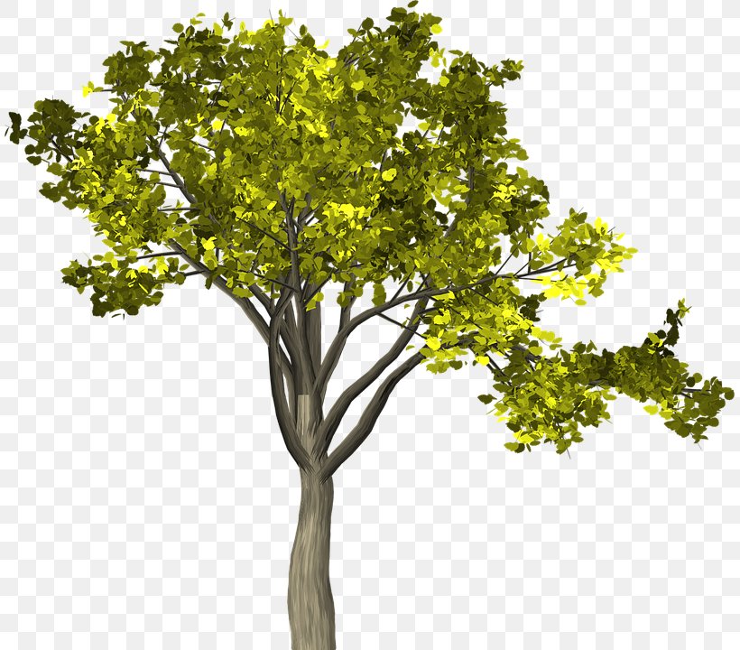 Twig Branch Leaf Tree Image, PNG, 809x720px, Twig, Branch, Leaf, Plane Tree Family, Plant Download Free