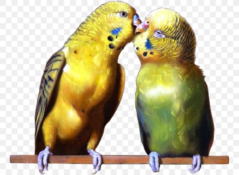 Budgerigar Lovebird Parakeet True Parrot Pet, PNG, 755x600px, Budgerigar, Animal, Beak, Bird, Common Pet Parakeet Download Free