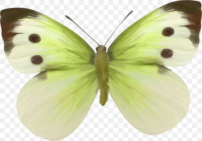 Clouded Yellows Brush-footed Butterflies Pieridae Moth Clip Art, PNG, 1568x1096px, Clouded Yellows, Animal, Arthropod, Brush Footed Butterfly, Brushfooted Butterflies Download Free