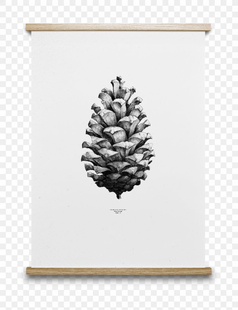 Paper Collective Conifer Cone Drawing Coulter Pine Poster, PNG, 920x1200px, Paper Collective, Art, Artist, Cone, Conifer Cone Download Free