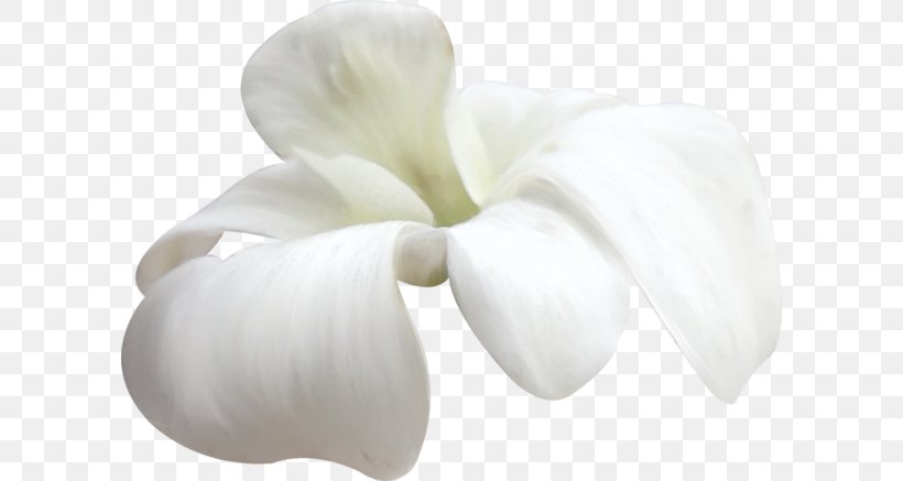 Petal White Flower, PNG, 600x437px, Petal, Arum, Baner, Calas, Cut Flowers Download Free