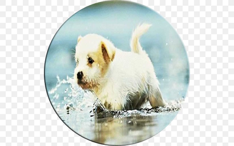 Puppy Maltese Dog West Highland White Terrier Norfolk Terrier Beagle, PNG, 512x512px, Puppy, Beagle, Canidae, Carnivoran, Companion Dog Download Free