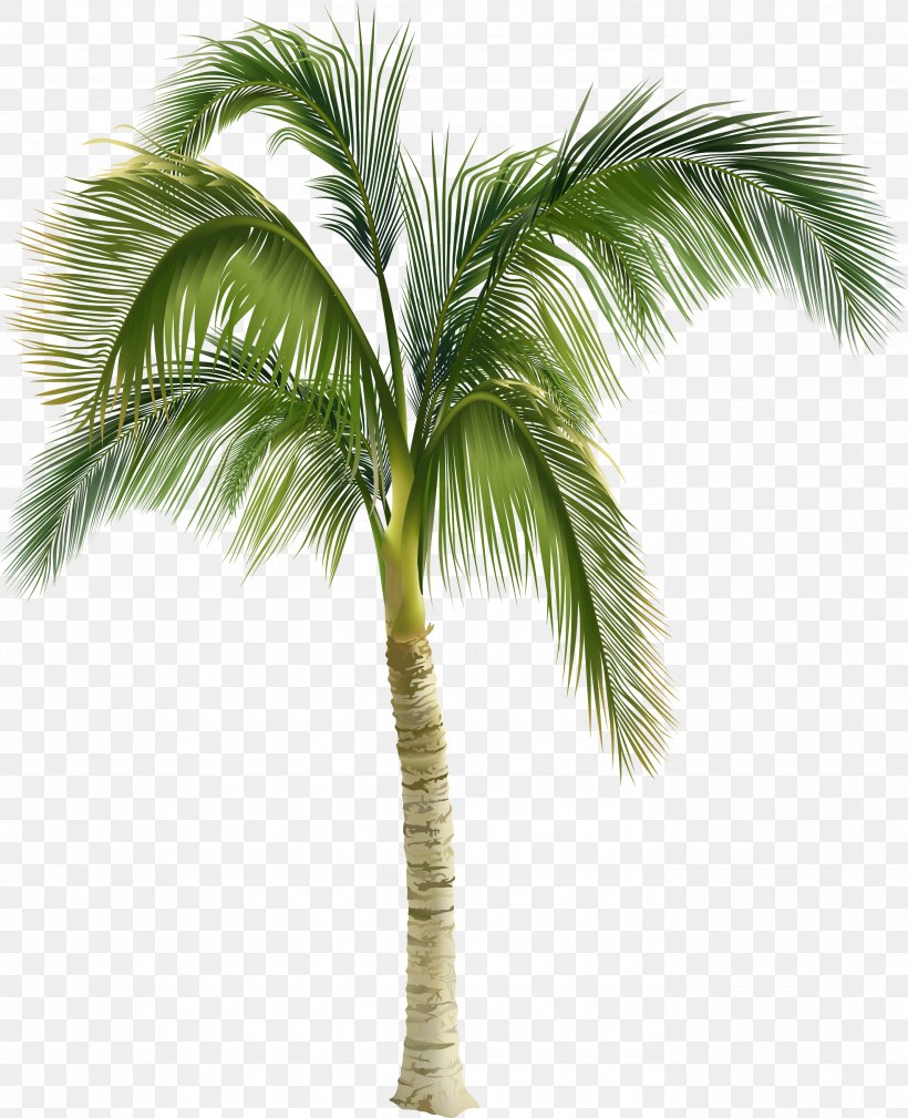 Royalty-free Arecaceae Stock Photography Tree Clip Art, PNG ...