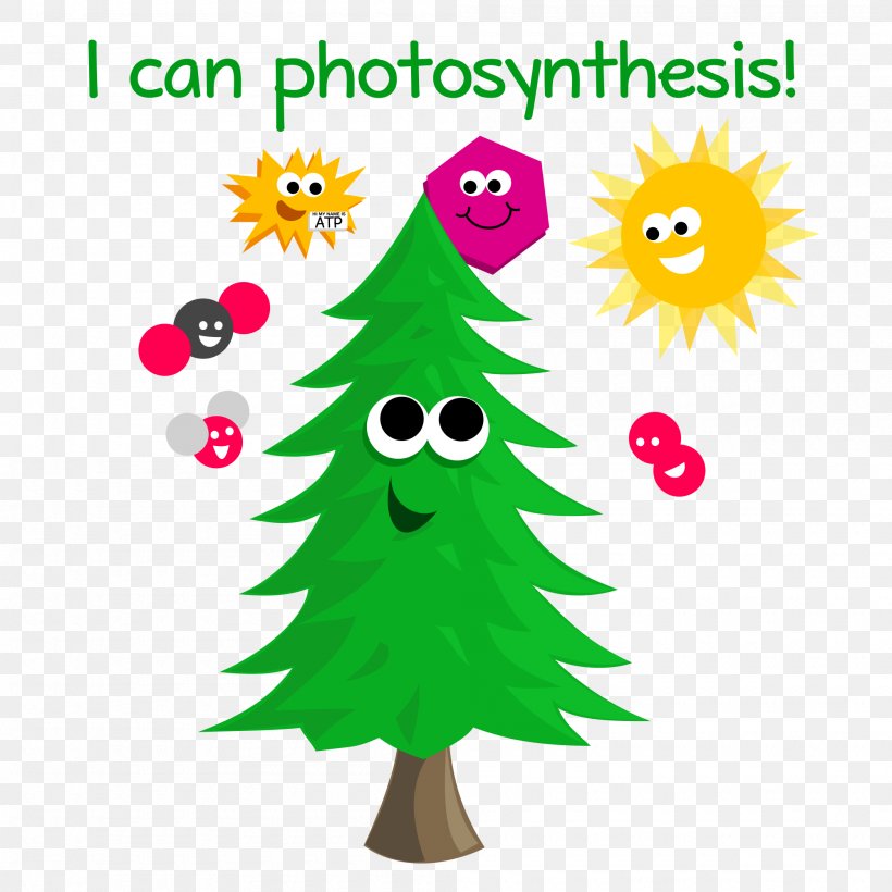 Autotroph Photosynthesis Energy Biology Light, PNG, 2000x2000px, Autotroph, Area, Artwork, Biology, Calvin Cycle Download Free