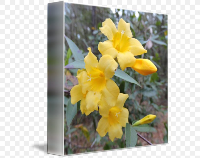 Canna Dendrobium Wildflower, PNG, 578x650px, Canna, Canna Family, Canna Lily, Cattleya, Dendrobium Download Free