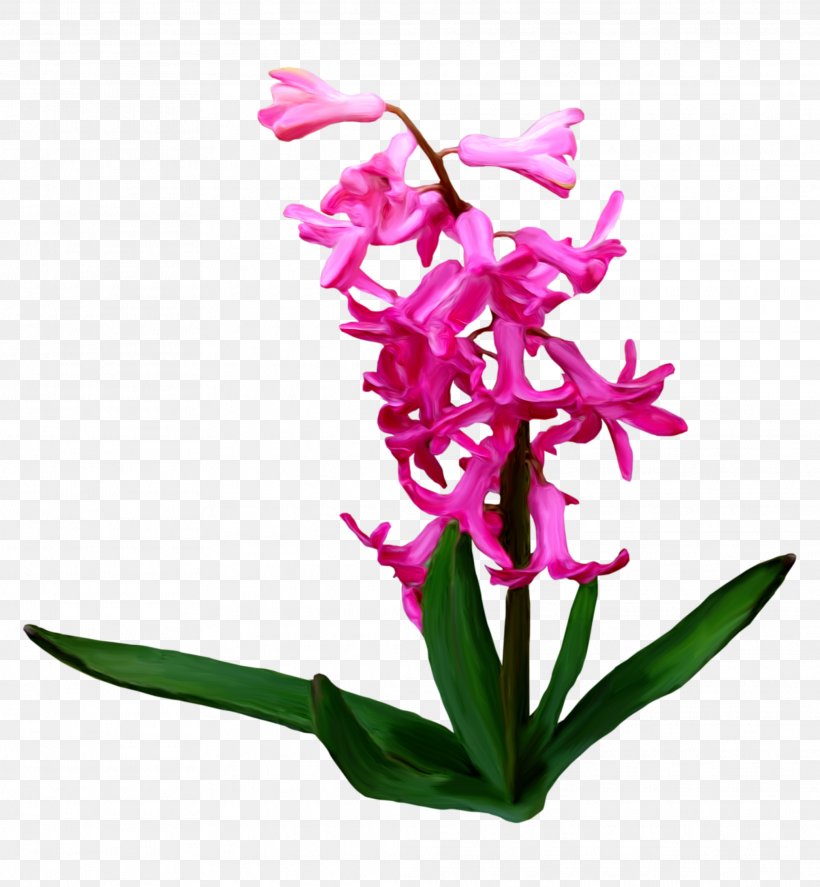 Flower Clip Art, PNG, 2076x2247px, Flower, Albom, Cattleya, Cut Flowers, Flora Download Free