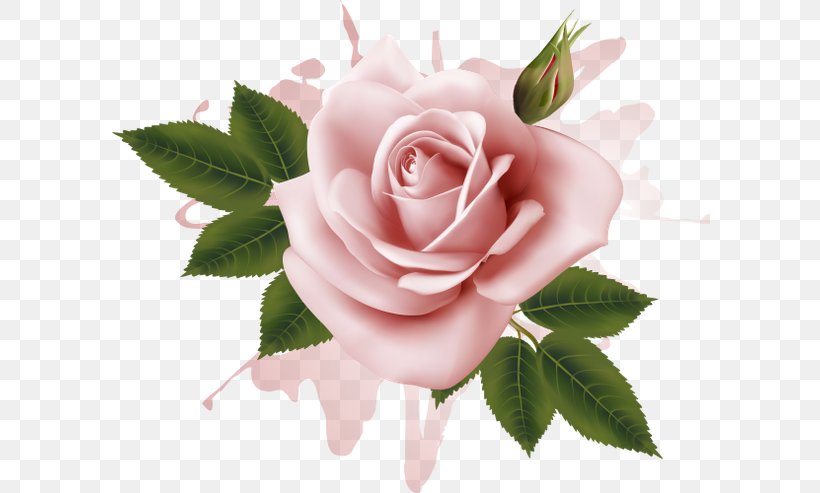Garden Roses Cabbage Rose Flower Floribunda, PNG, 600x493px, Garden Roses, Bud, Cabbage Rose, China Rose, Cut Flowers Download Free