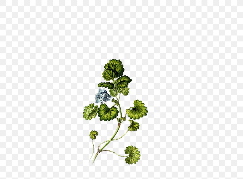 Ground-ivy Mints Root Common Ivy Plant, PNG, 701x605px, Groundivy, Branch, Catnip, Cheeses, Common Ivy Download Free