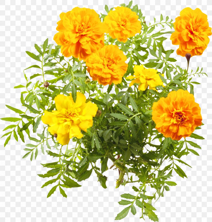 Sulfur Cosmos Cut Flowers Marigolds Annual Plant Subshrub, PNG, 2307x2415px, Sulfur Cosmos, Annual Plant, Calendula, Cosmos, Cut Flowers Download Free