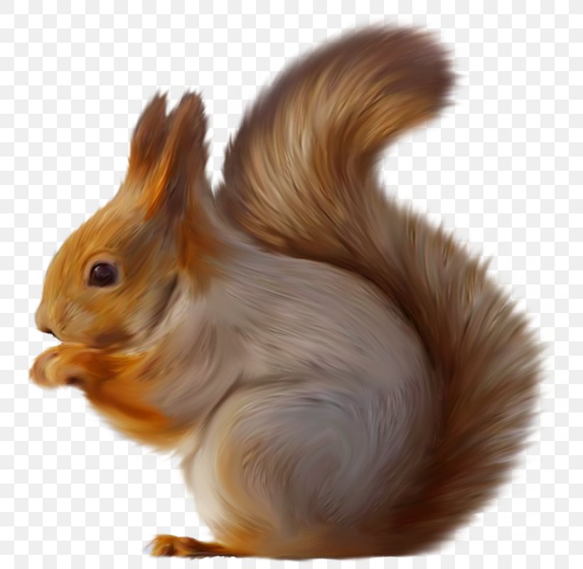 Squirrel Clip Art, PNG, 778x800px, Squirrel, Digital Scrapbooking, Fauna, Fur, Github Download Free