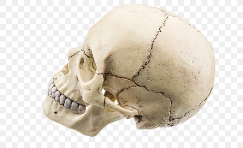 Stock Photography Skull Royalty-free, PNG, 675x499px, Stock Photography, Alamy, Bone, Foramen, Head Download Free