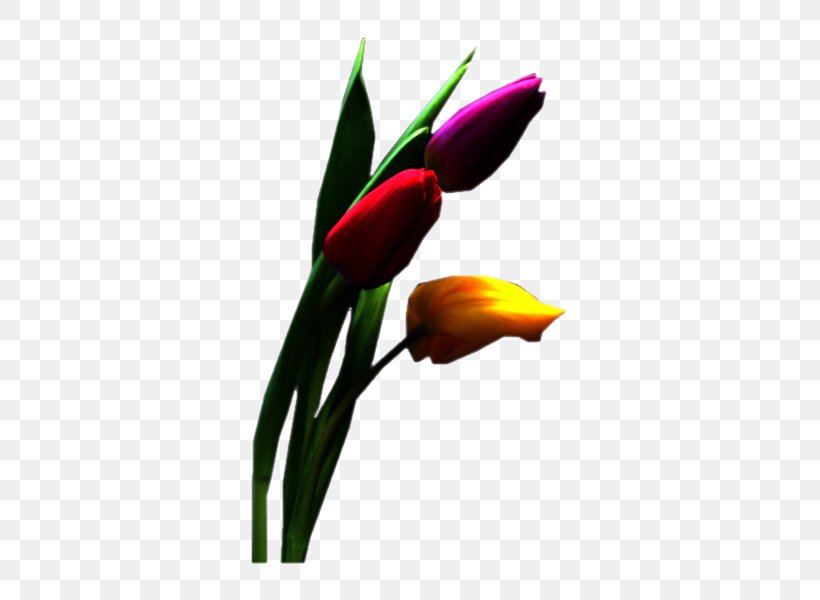 Tulip Cut Flowers Petal Blume, PNG, 440x600px, 2016, 2017, 2018, Tulip, Auglis Download Free