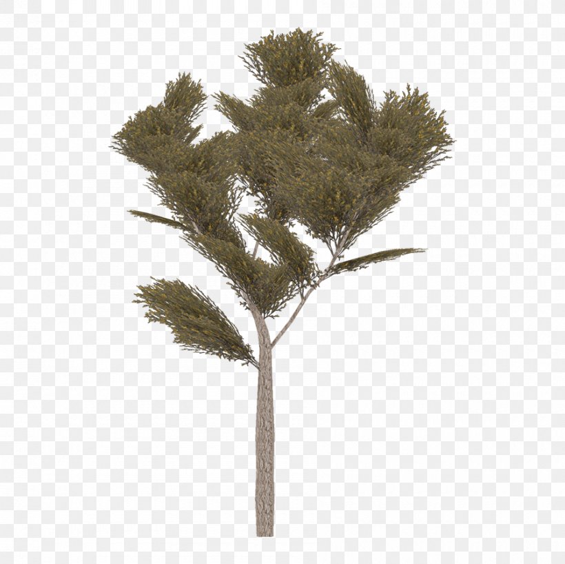 Twig Plant Stem, PNG, 900x898px, Twig, Branch, Grass, Plant, Plant Stem Download Free