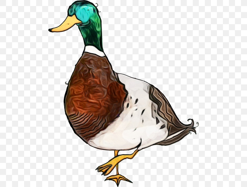 Bird Duck Mallard Water Bird Ducks, Geese And Swans, PNG, 500x620px, Watercolor, American Black Duck, Beak, Bird, Duck Download Free