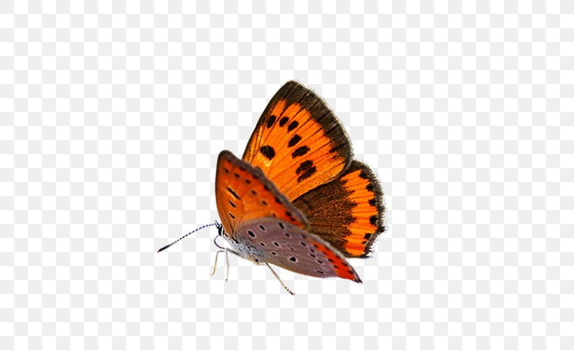 Butterfly Dither, PNG, 500x500px, Butterfly, Animation, Arthropod, Brush Footed Butterfly, Computer Graphics Download Free