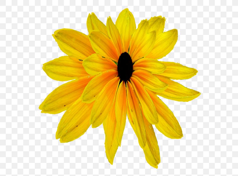Daisy Family Chrysanthemum Transvaal Daisy Common Sunflower, PNG, 619x605px, Daisy Family, Chrysanthemum, Chrysanths, Closeup, Common Daisy Download Free