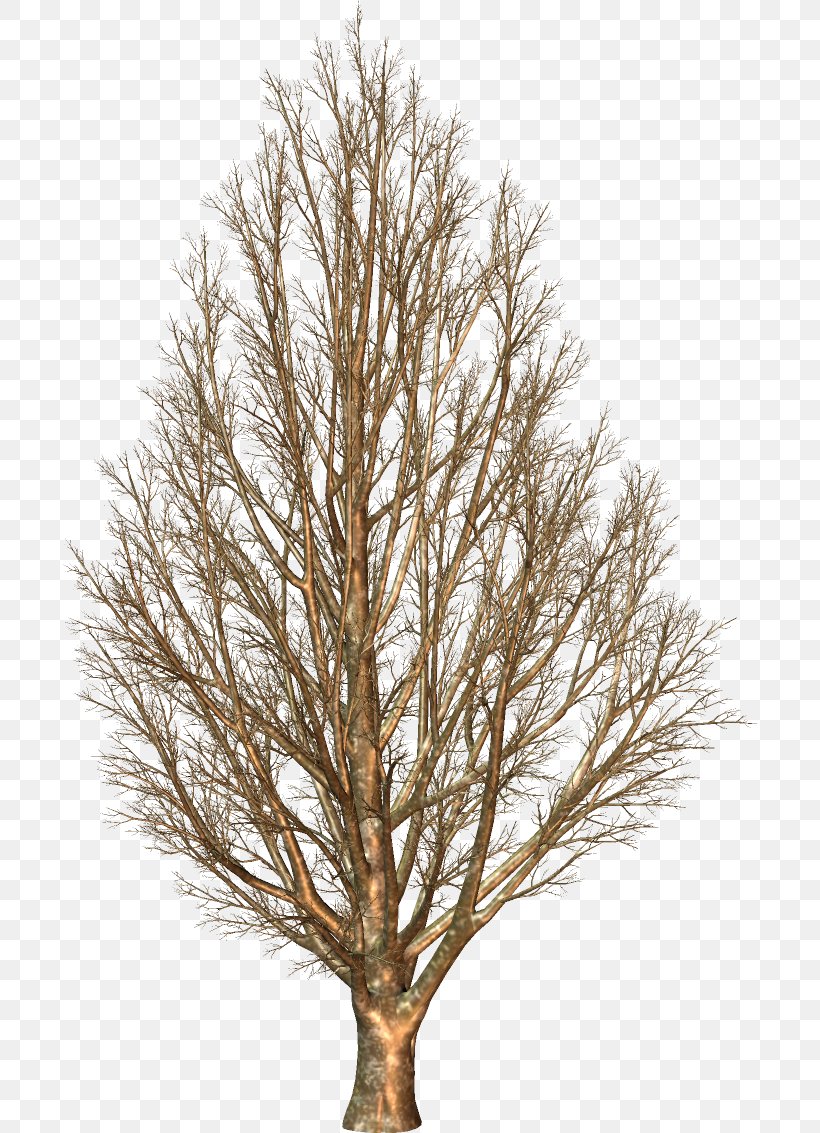 Larch, PNG, 694x1133px, Larch, Branch, Pine Family, Plant, Tree Download Free