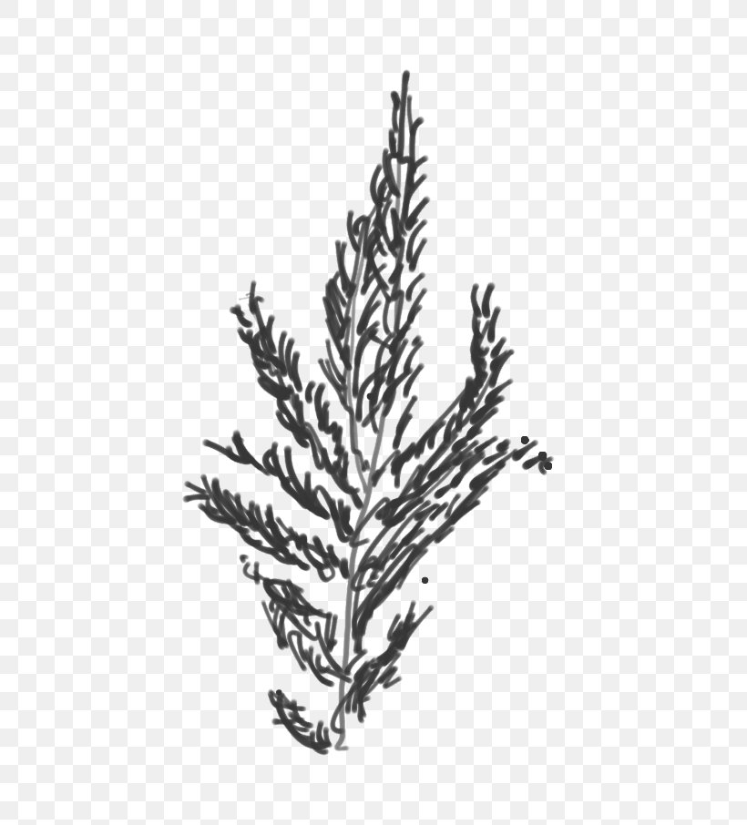 Norway Spruce Tax Law Keyword Tool Tree, PNG, 622x906px, Norway Spruce, American Larch, Black White M, Branch, Christmas Tree Download Free