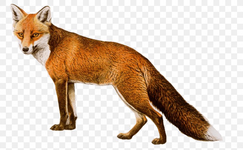 Red Fox Image Clip Art, PNG, 902x557px, Fox, Arctic Fox, Carnivoran, Dog Like Mammal, Drawing Download Free