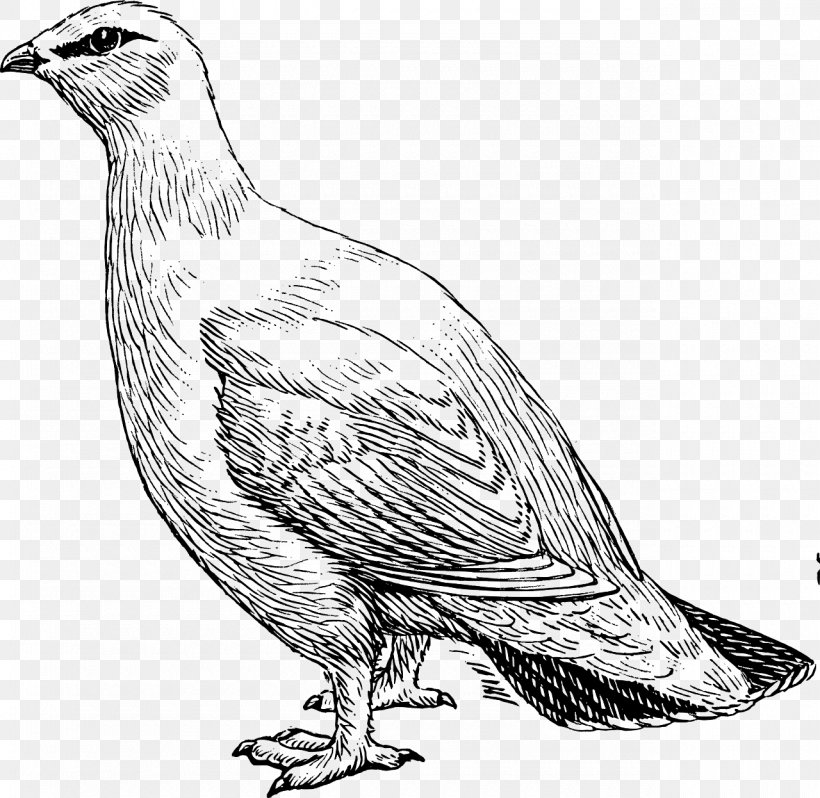 Willow Ptarmigan Rock Ptarmigan Park City Clip Art, PNG, 1280x1246px, Willow Ptarmigan, Art, Beak, Bird, Black And White Download Free