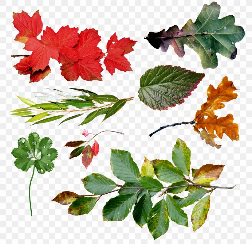 Leaf Branch Tree Clip Art, PNG, 2986x2896px, Leaf, Alder, Branch, Cottonwood, Flower Download Free
